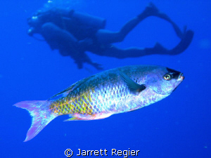 That's a big fish! by Jarrett Regier 